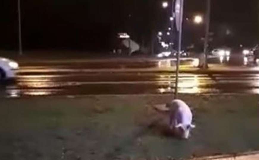 Čudna scena iz bh. grada: U večernjim satima u šetnju izašla - svinja