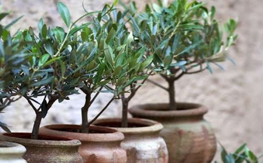 Dašak Mediterana u stanu: Kako uzgojiti stablo masline u saksiji
