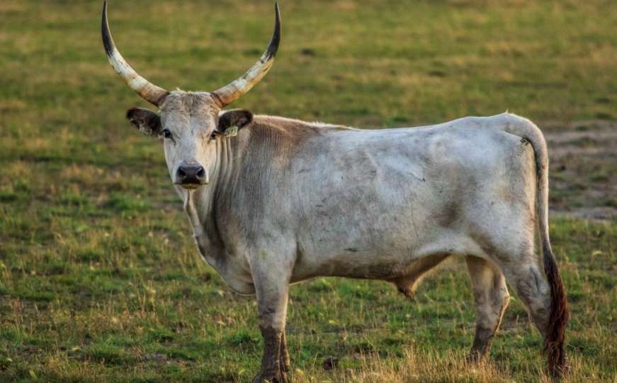 U Hrvatskoj bik napao mladića na livadi, bijeg na drvo mu spasio život