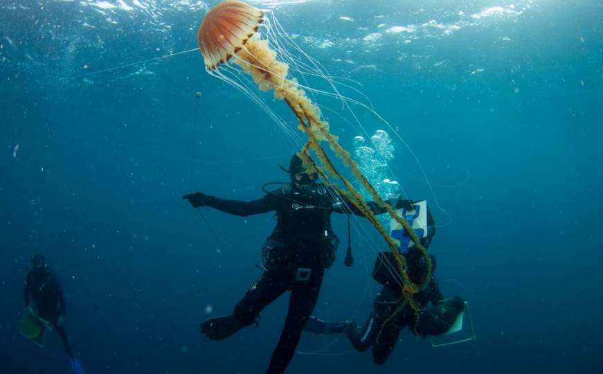 Ronioci kod Trogira pronašli meduzu dosad neviđenih razmjera