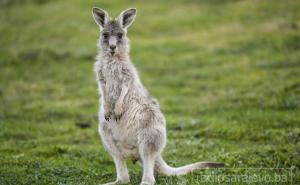 Australski tinejdžeri osumnjičeni za nasilno usmrćivanje 14 kengura