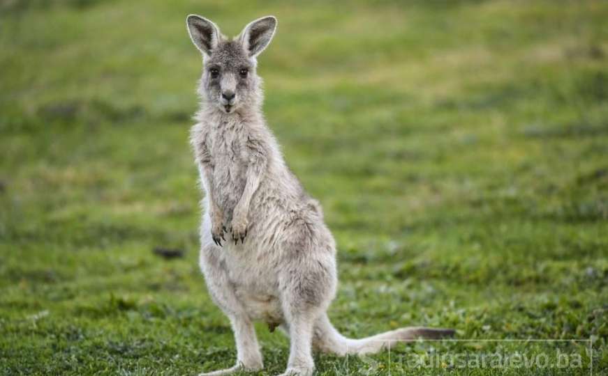 Australski tinejdžeri osumnjičeni za nasilno usmrćivanje 14 kengura