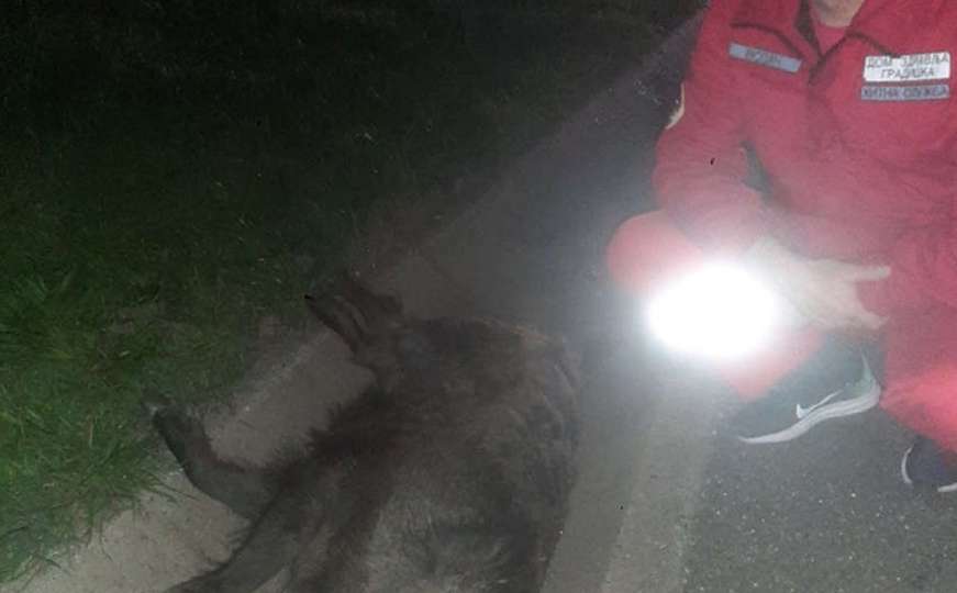 Specifičan udes u BiH: Dvojac naletio na krdo divljih svinja i ubio njih šest
