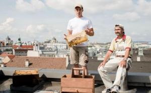 Pčele na krovu Vijećnice u Beču daju više od 100 kilograma meda godišnje