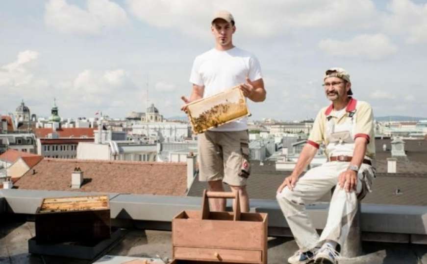 Pčele na krovu Vijećnice u Beču daju više od 100 kilograma meda godišnje