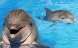 Predivni prizori: Pogledajte igru razigranih delfina u Jadranskom moru