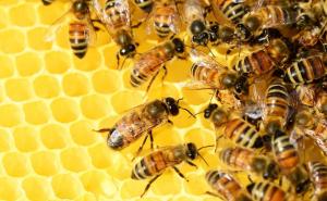 Istraživanja potvrdila: Utjecaj zračenja na život pčela postoji
