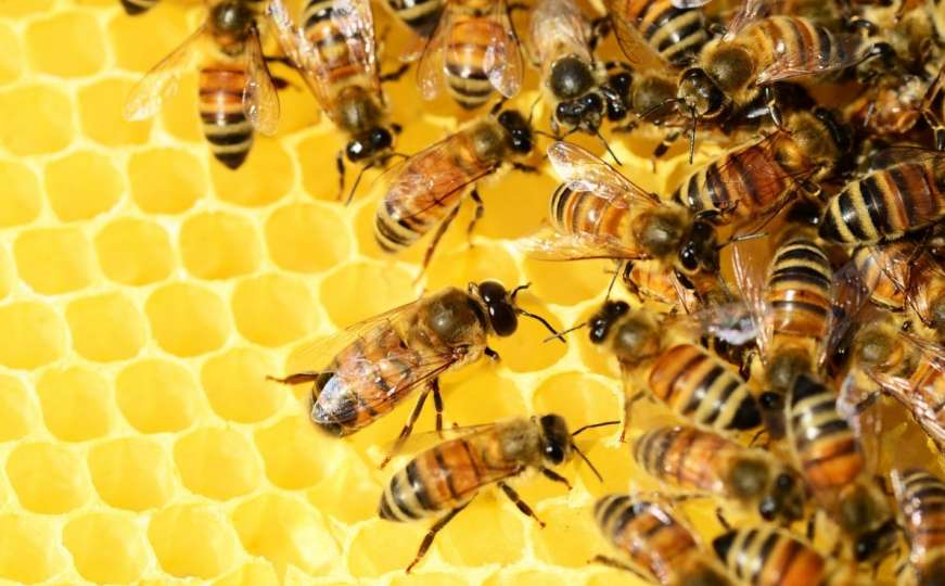 Istraživanja potvrdila: Utjecaj zračenja na život pčela postoji