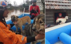Kod Sarajeva spašeni psi i jare: "Nekad oči govore više od riječi"