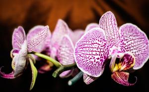 Stručnjaci preporučuju: Nova metoda za zalijevanje orhideja idealna je za njih