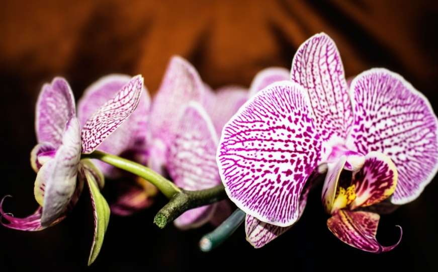 Stručnjaci preporučuju: Nova metoda za zalijevanje orhideja idealna je za njih