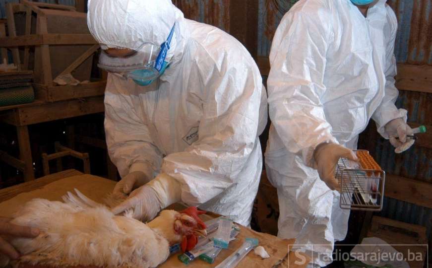 Potvrđen slučaj ptičije gripe u Bosni i Hercegovini 