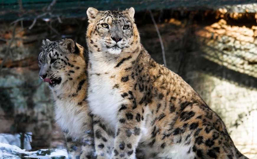 Tri snježna leoparda umrla od COVID-a u zoološkom vrtu u SAD-u