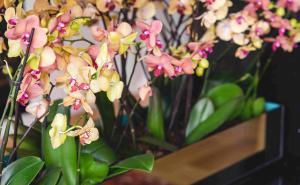 Kako da vam orhideje opstanu tokom zime i dočekaju proljeće okićene cvjetovima 