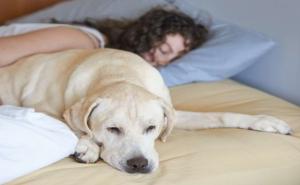 Spavate s kućnim ljubimcem? Evo kako to utječe na vaše zdravlje
