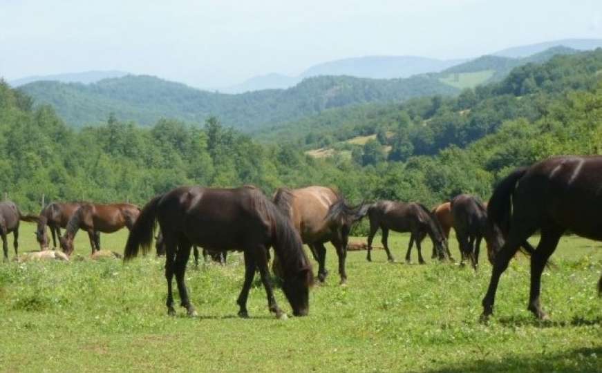 Nakon 40 godina direktan izvoz Bosanskog brdskog konja u Njemačku