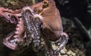 Analiza: Hobotnice, rakove i jastoge ne kuhajte žive jer osjećaju bol i patnju