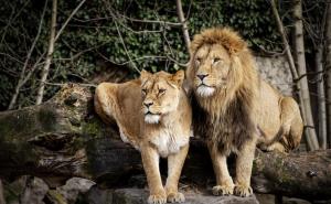 Lavovi iz Zoološkog vrta u Zagrebu zaraženi COVID-om, virus im prenio timaritelj