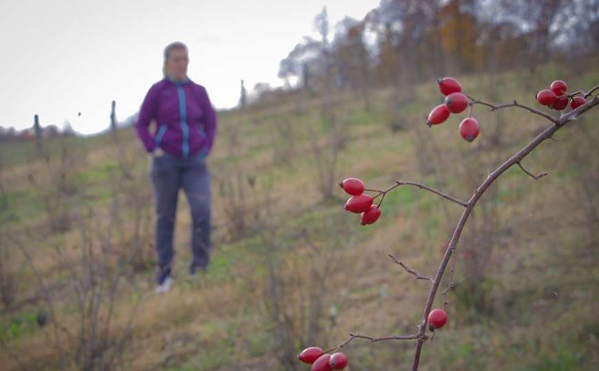 Dragana Duvnjak (26) zasadila organsku plantažu šipka i ostvarila životni san