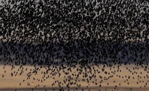 Misterij zašto je 200 mrtvih ptica padalo s neba, uskoro bi mogao biti riješen