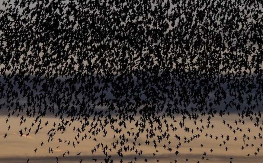 Misterij zašto je 200 mrtvih ptica padalo s neba, uskoro bi mogao biti riješen