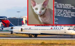 Putnici šokirani scenom u avionu: Podigla je majicu i pokušavala dojiti bezdlaku mačku