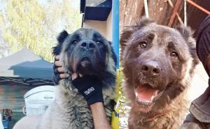 Razbojnici provalili u prostorije Pomozi.ba, nestao pas  - priča završila sretno