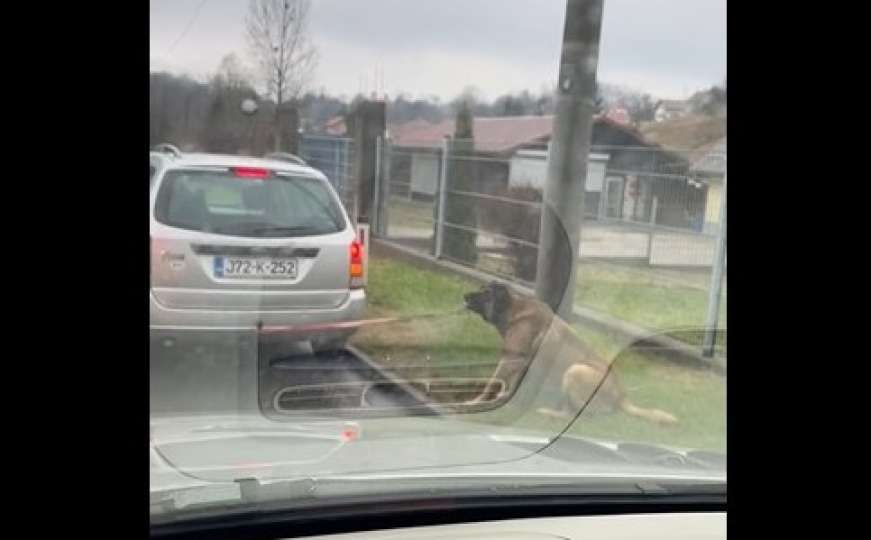 Snimak okrutnosti prema psu uznemirio javnost u BiH