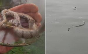 Stanovnici u šoku: Poplave "probudile" zmije iz zimskog sna, najviše ima poskoka