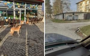 Drama u bh. gradu: Psi lutalice izujedali dječaka (11), završio na hirurgiji