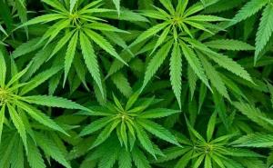 Malta odobrila legalizaciju kanabisa