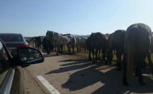 Grupa od oko 1000 divljih konja na cesti u BiH: Vozači, oprez!