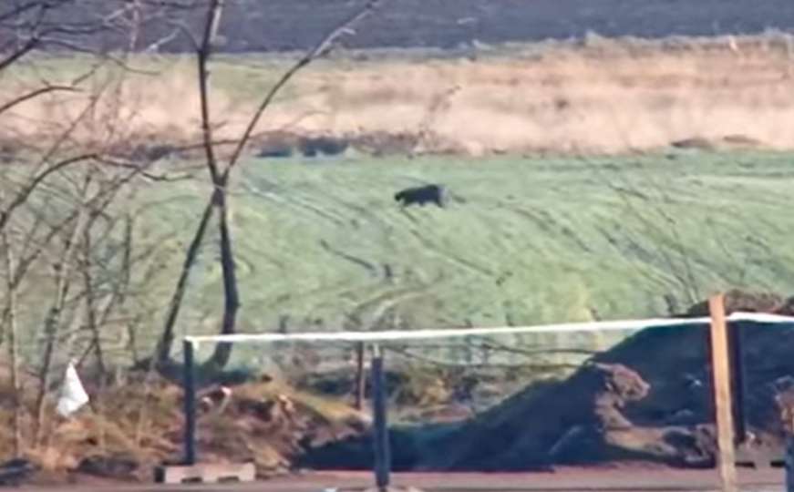 Kamere na srbijanskoj granici snimile crnog pantera u blizini naseljenog mjesta