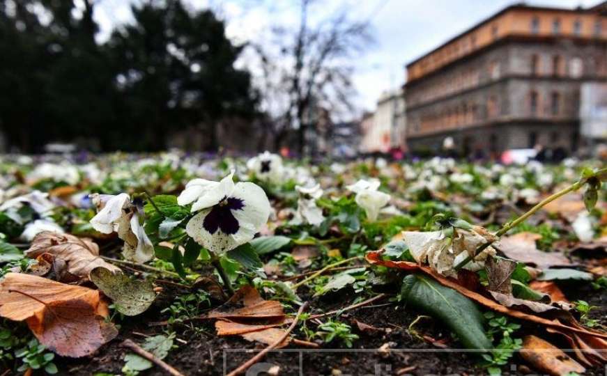 Decembar više nije tako hladan: Pogledajte cvijeće u centru Sarajeva