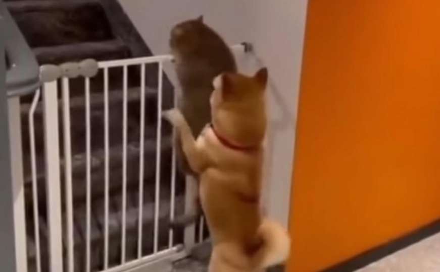 Pas i mačka u zajedničkoj misiji preskakanja ograde 
