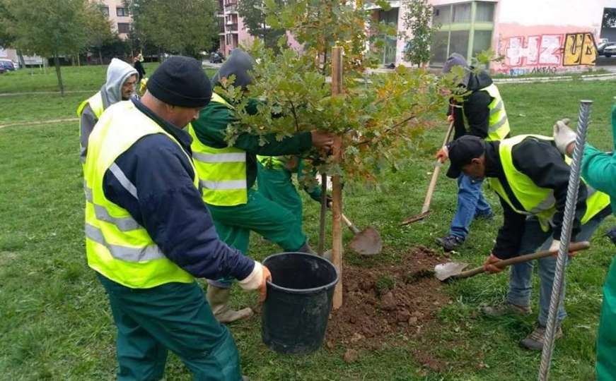 Mlada stabla za čistiji zrak u Sarajevu: Zelenilom protiv klimatskih promjena
