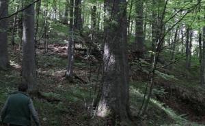 Tragedija u BiH: Na šumara palo drvo, poginuo na mjestu nesreće  