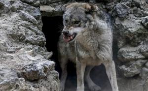 U Francuskoj zatvoren zoološki vrt iz kojeg je pobjeglo devet vukova
