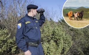 Apsurd na državnoj granici: Umjesto hapšenja migranata, policija sankcionisala - konje