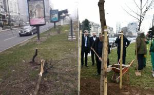 Vandalizam ne prestaje: Ponovo posječeno stablo u Sarajevu