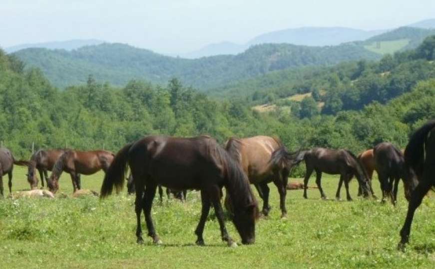 Bizarna nesreća u Srbiji: Konj udario dječaka i teško ga povrijedio