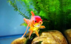 Naučnici naučili zlatnu ribicu kako da "vozi" svoj akvarij