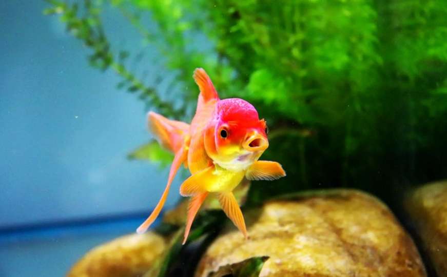 Naučnici naučili zlatnu ribicu kako da "vozi" svoj akvarij