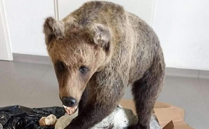 Carinici u čudu: U automobilu pronađen preparirani medvjed i lobanja medvjeda