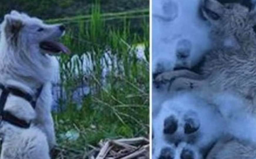 Pas Arći, za kojim je tragala cijela BiH, pronađen mrtav 