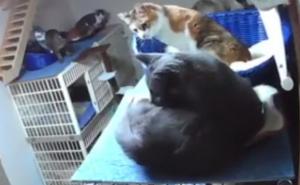 Pogledajte kako se tresao hotel za mačke tokom snažnog zemljotresa u Japanu