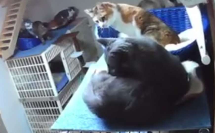 Pogledajte kako se tresao hotel za mačke tokom snažnog zemljotresa u Japanu