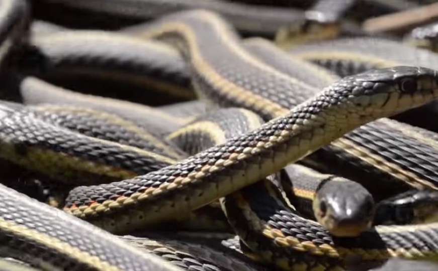 Policija stigla na adresu zbog smrti i zatekla jeziv prizor: Kuća strave sa 125 zmija