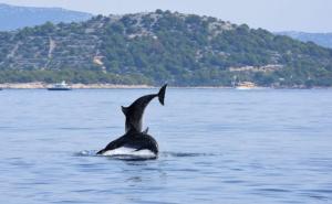 Ples delfina na Jadranskom moru sve je iznenadio, prolaznici ih snimali