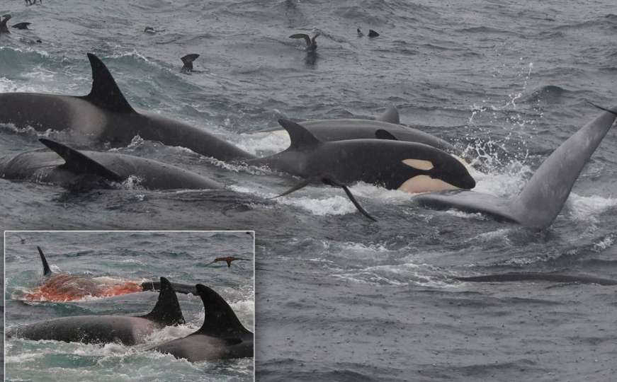 VIDEO: Dokumentovan prvi napad orka na najveću životinju na Zemlji